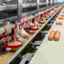 شرکت انبوه طیور