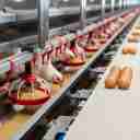 شرکت انبوه طیور، تولید تجهیزات مرغداری گوشتی و تخمگذار در آبگرم قزوین